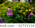 小黃花 32715118