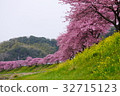 Kawazu樹櫻桃樹行 32715123