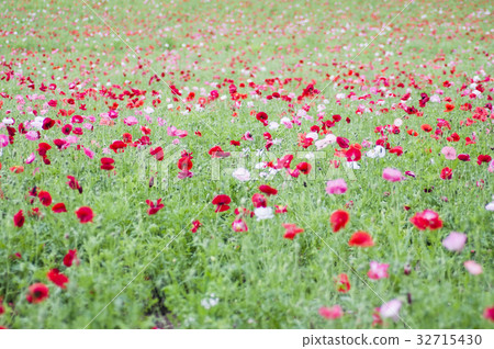 Biei's cosmos field Biei's cosmos field 32715430