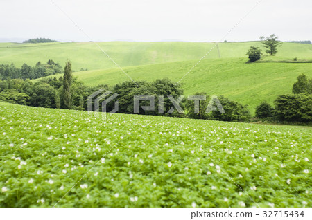 味噌蕎麥麵 32715434