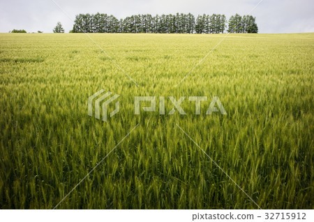 Biei Biei 32715912
