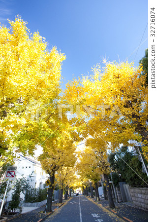 Ginkgo bunches 32716074
