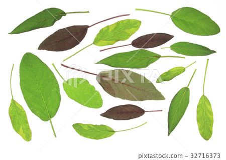 Sage leaves on white background Salvia officinalis 32716373