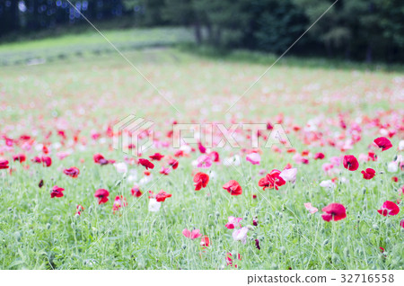 Biei's cosmos field 32716558