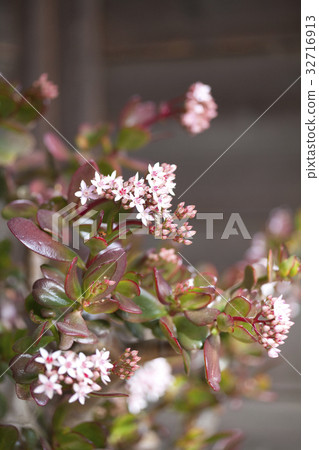 金花樹花 金花樹花 32716913