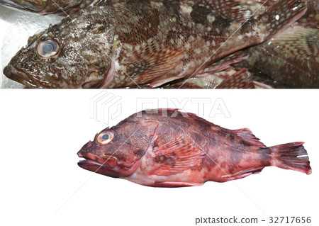 Scorpion fish Scorpion fish 32717656