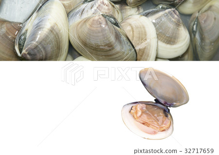Clam Clam 32717659