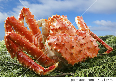 King crab King crab 32717670