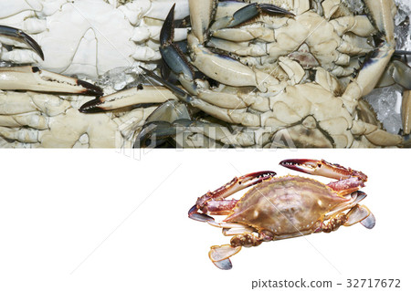 Gazami crab 32717672