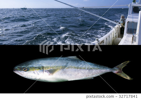 Yellowtail Yellowtail 32717841