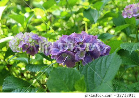 hydrangea   32718915