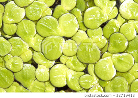 duckweed in background and green background duckweed in background and green background 32719418