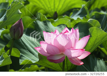 蓮花 蓮花 32720255