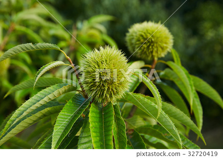 Immature chestnut fruit Immature chestnut fruit 32720419