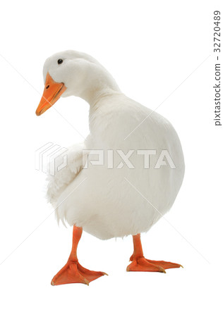 duck 32720489