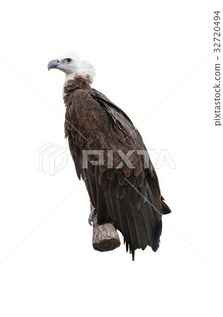 griffon vulture 32720494