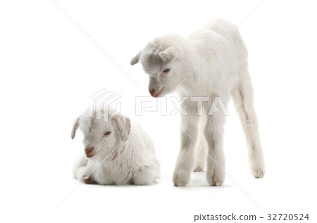 two goat 32720524