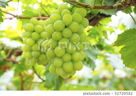 亞歷山大的馬斯喀特 亞歷山大的馬斯喀特 32720582