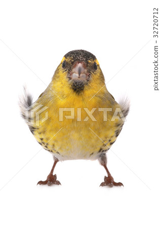 male siskin 32720712