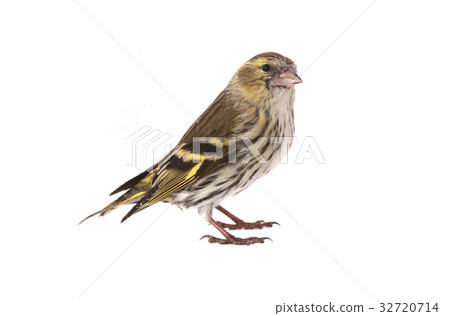female siskin 32720714