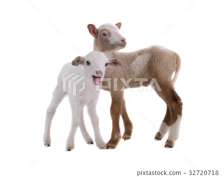 sheep sheep 32720718