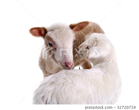 sheep sheep 32720719