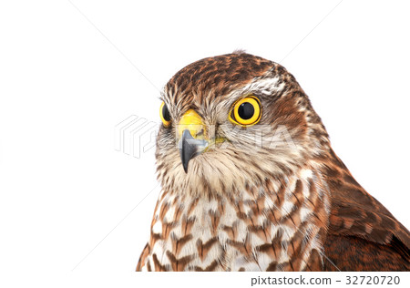 falcon falcon 32720720