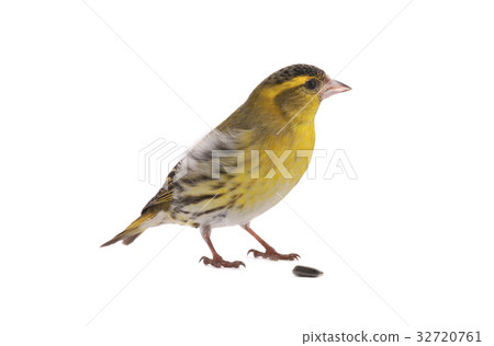 male siskin 32720761