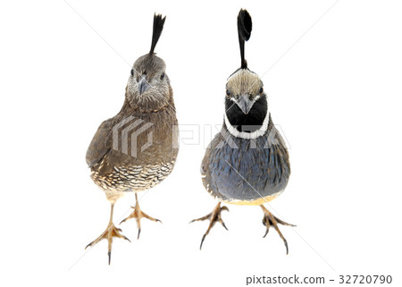 California Quail 32720790