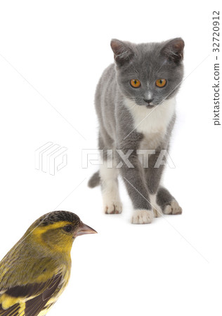 gray cat and female siskin 32720912