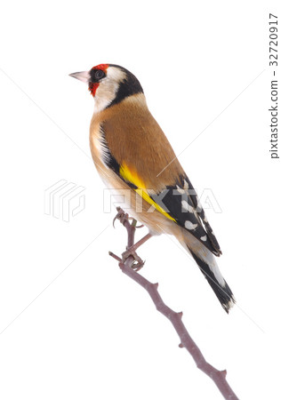 goldfinch 32720917