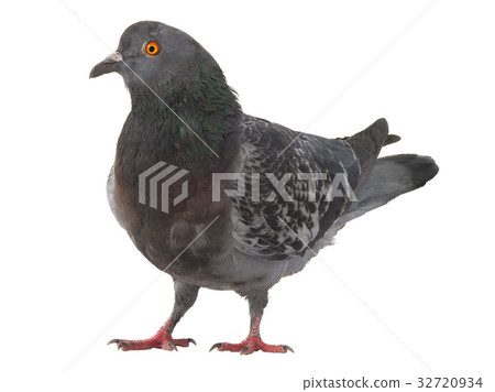 gray pigeon 32720934
