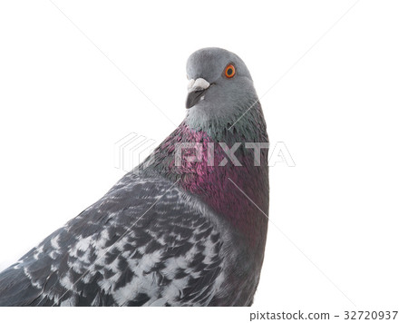 portrait gray pigeon 32720937