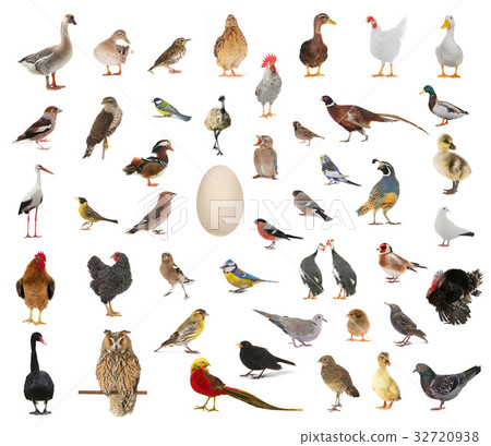 birds who have appeared from egg 32720938