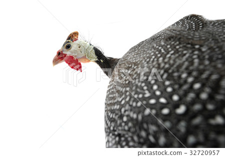 portrait Guinea fowl 32720957
