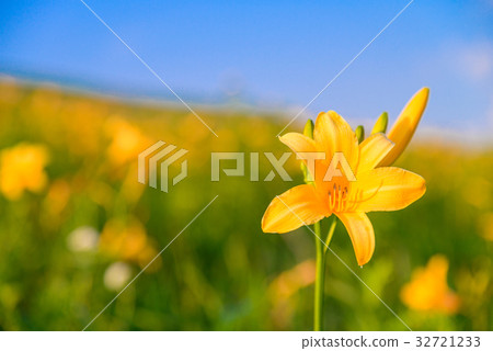 Nikkowige blooms, Kirigamine in the summer Nikkowige blooms, Kirigamine in the summer 32721233