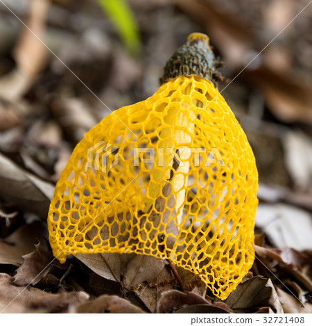 Mushroom Kinugasatake Mushroom Kinugasatake 32721408