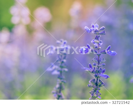 Blue salvia flower. 32721542