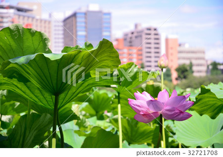 Ueno Shinobazu Pond Lot Ueno Shinobazu Pond Lot 32721708