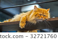 Persian cats sleeping on the mezzanine. 32721760