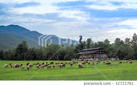 Sheep farm in the meadow. Sheep farm in the meadow. 32721761