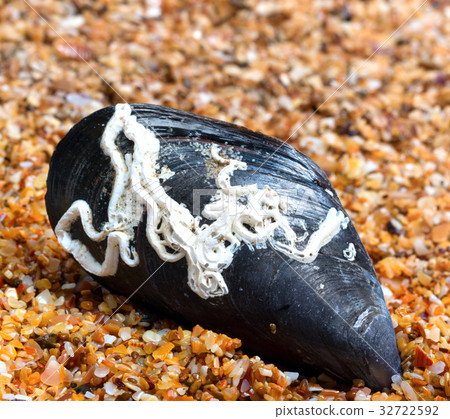 Shells of mussel on sand in sun summer day Shells of mussel on sand in sun summer day 32722592