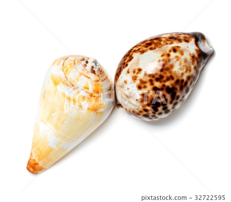 Two exotic seashells 32722595