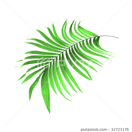 Green leaf of palm tree background 32723176