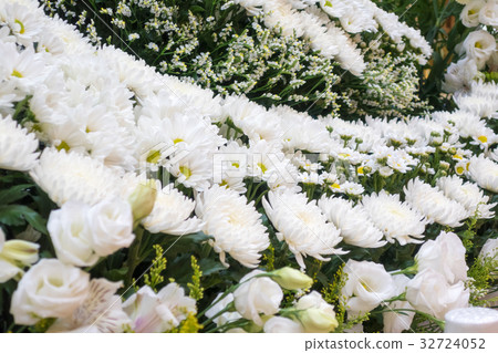 菊花 鮮花 獻花 32724052