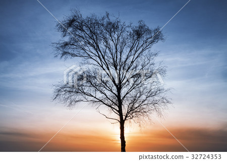 Silhouette of bare tree over colorful cloudy sky 32724353