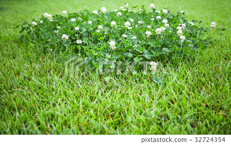 White clover flowers grow on summer lawn 32724354