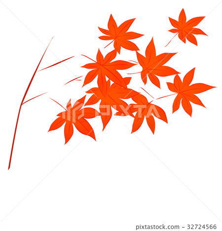 Illustration of Maple <Autumn illustration> Illustration of Maple <Autumn illustration> 32724566