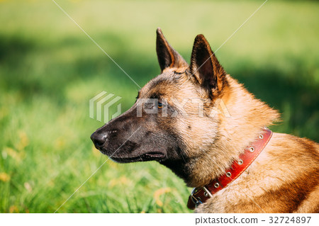 Malinois Dog Sit Outdoors In Green Grass Malinois Dog Sit Outdoors In Green Grass 32724897