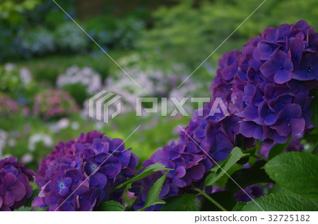 能美黃金公園 能美黃金公園 32725182